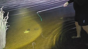 Catching a marron with a snare