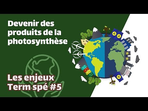 Becoming the products of photosynthesis - SVT - CHALLENGES Special term #5 - Mathrix