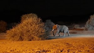 Elephants and rhinos attack each other | Wild life Animals