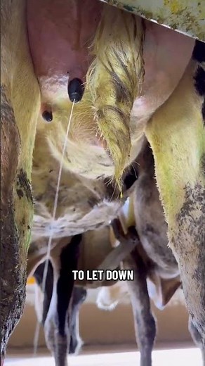 What Makes a Cow Let Down Her Milk? 🐄 | Dairy Vet Explains