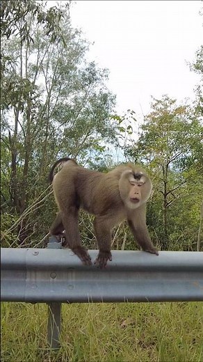 Bokor National Park Wildlife 🇰🇭 | Kampot Nature & Monkeys that Ambush Our Car