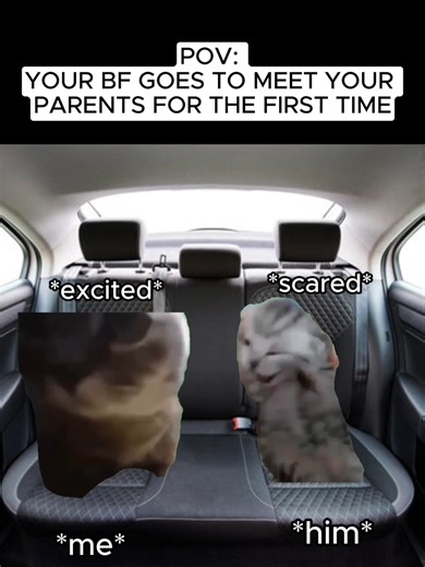 Boyfriend’s First Time Meeting My Family 🐱 CAT MEMES #funnycat #catmeme #relatable #shorts #memecore