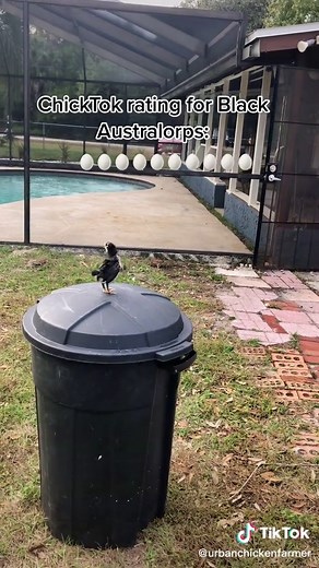 Black Australorps are my favorite chicken breed! #urbanchickenfarmer #chicktok