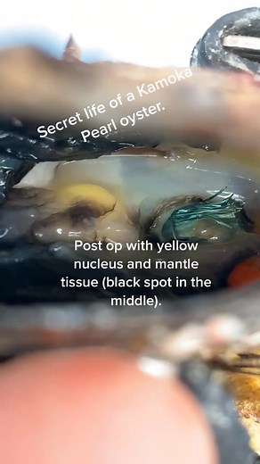 Pearl seeding!! Aka grafting. #kamoka #kamokapearl #pearl #pearls #pearlfarming #edutok #pearlfarm #sustainablepearls #natureathome #pearlsoftiktok