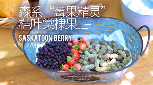 森系“莓果精灵” 桤叶棠棣果真的yyds