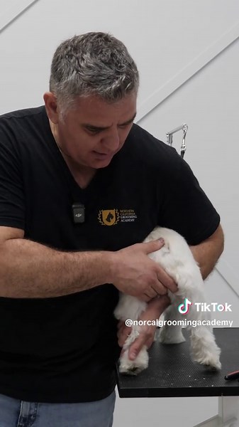 Simple Nail Trimming Techniques for Difficult Dogs
