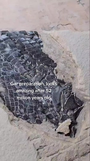 #fossil #fossils #fossiltok #discovery #love #garfish #garfish #geology #paleontology #greenriverformation #dream #wy #driven #passion #gar #fyp #wow