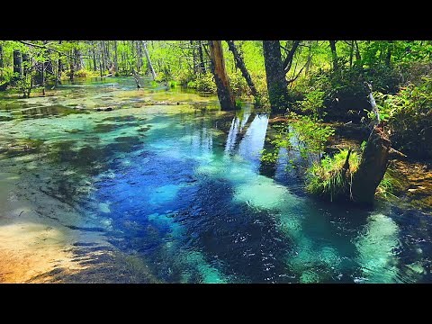 4K映像 絶景「新緑の上高地 岳沢湿原の清流 六百山」 日本の美しい四季 長野県松本市 5月下旬 自然風景