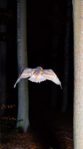 Owl Night Hunt | Silent Predator Searching Prey in the Dark 🌙🦉