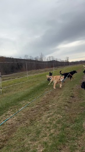 Unleashed K9 Adventures on Reels