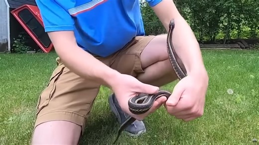 Watch what happens when a snake bites its owner