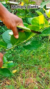 Multiply Plants #multiplyplants #grafting #tecniguest #program #belajarbonsai #themax30cm #gerakdasar #pemula #fyp #reelschallenge #reelsfacebook #reelsvideoシ #reelstrending #reelsfbシ #reelsfbシ #reelsfypシ #fbpro #fbreelsfypシ゚viralシ #fbprofesional #fbreelsfypシ゚viralfbreelsfypシ゚viral #fbpro #fbreelsfypシ゚ #facebookpro #facebookviral #FacebookPage #facebookpost | Eggy Kemiling