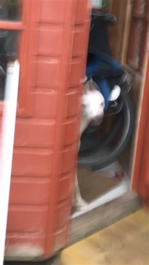 29K views · 2.1K reactions | He’s a funny thing | Billy Whippet | Facebook