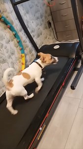 6.4K views · 102 reactions | Dog Fails While Testing Owners Treadmill | Miudogameryt | Facebook