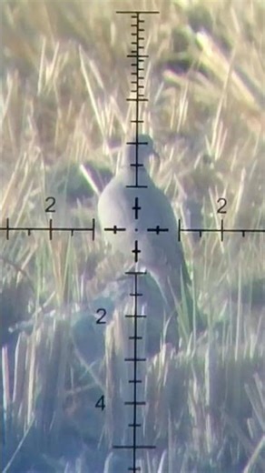 fx impact mk3 with h&n slug 25 grain