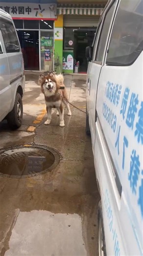 373K views · 10K reactions | Dogs like to play hide and seek.#dog #funny #funnyanimals #funnypets #animals #dogsofttiktok #pet #foryou #longervideos #fblifestyle | FunniesPets | Facebook