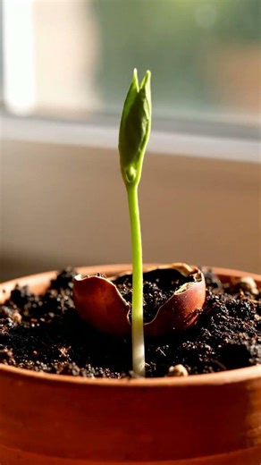 Growing Nectarine Tree From Seed Time Lapse – 130 Days