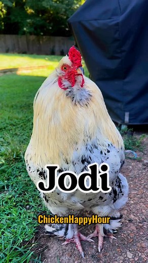 Jodi, Jodie, Jody! Frankie’s looking for you can you come say hello please? 📣🐔 #jodi #jodie #jody #jo #rooster #chickens #funnyanimals #chickensofinstagram #funnymemes #comedy #borariechorar #chickenhappyhour Audio: @borariechorar 🎉 | Chicken Happy Hour