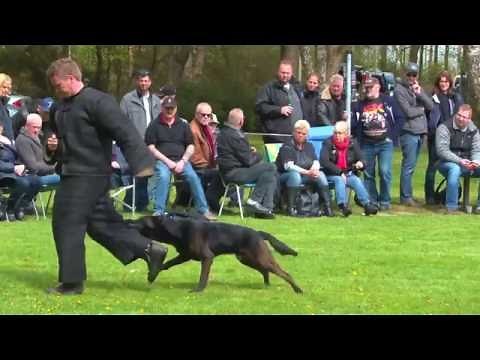 Knpv Dutch Shepherd Biko Brn | 25680 (Big roy son)