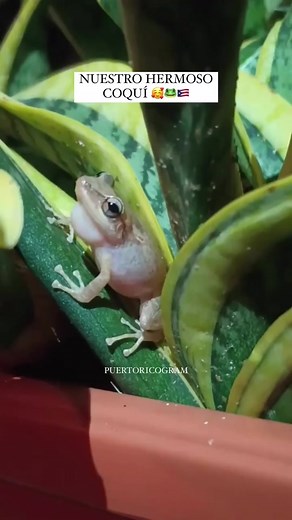 El Sonido del Coquí: Un Tesoro de Puerto Rico