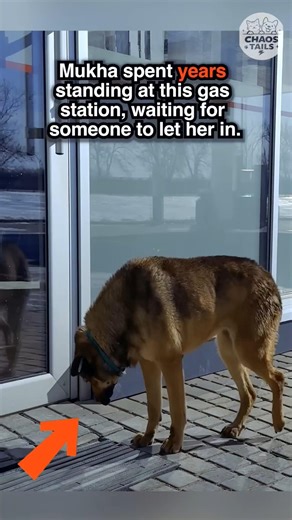 She was "too smelly" to be loved. Then this happened. 🐕✨