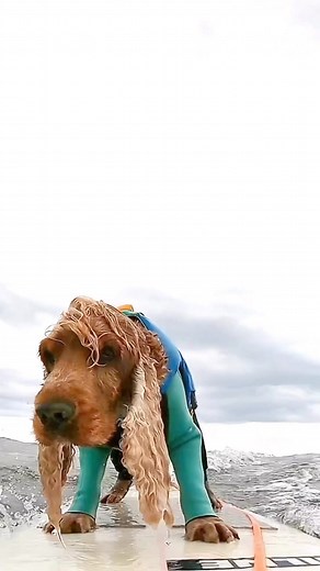 22K views · 396 reactions | Is this not the cutest thing ever? ‍♀️  : @coda_surfingdog #dogs #doggos #puppies #surf #surfing #surfingdogs #cute #adorable #pets #animals #summer | Ivory Ella | Facebook