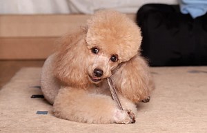 The Best Bones For Poodles To Chew On: A Complete Guide - Poodle Report