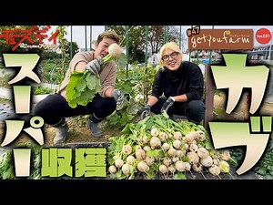 #47【カブ栽培】マルチ栽培で美味しいカブを収穫しょう！【ゲッチューファーム】