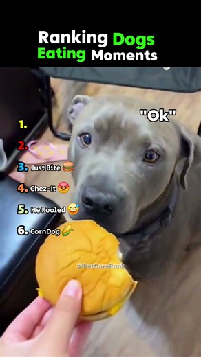 Ranking Dogs Eating Moments 😂 | #dog #shorts #funny #eating