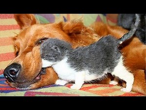 Funny Dog and Cat that Make You Laugh Uncontrollably 😂 Funny Pet Videos