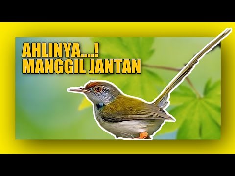 Suara burung prenjak lumut betina memanggil jantan