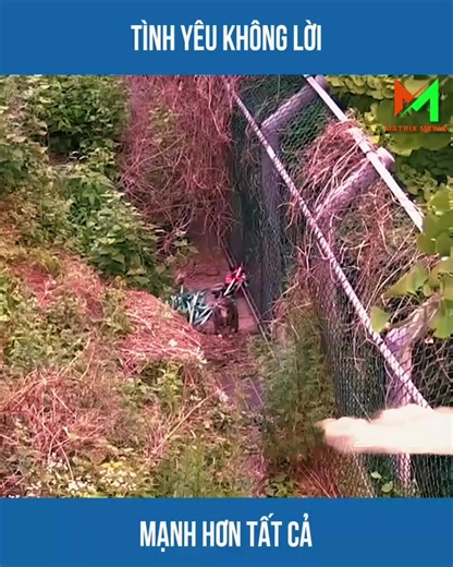 Tình Yêu Không Lời Mạnh Hơn Tất Cả #amazing #giaicuudongvat #dongvathay