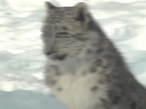 #SNOWLEOPARD behind those scary title actually, snow leopard behavior is their playfulness. Despite being solitary animals, snow leopards, especially the cubs, engage in playful behaviors that are absolutely adorable to observe. They often chase their tails, pounce on each other, and engage in mock battles, honing their hunting skills while having fun. This playful behavior not only helps them develop important physical and social skills but also provides a delightful sight for anyone lucky enou