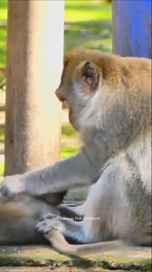 Baby monkey lost his temper, jumped into the wheel of a motorbike,mother monkey couldn_t pull it out3 Full video in first Comment! | Monkey BC