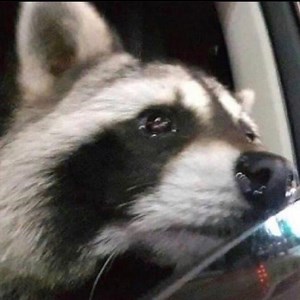 voodoo_srt - Twitch