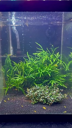 23K views · 485 reactions | They Go CRAZY For My Shrimp Sticks! 戀異 #neocaridina #shrimptank #shrimpbreeder #shrimp #dakuaquatics #fishkeeping #aquarium #aquariumhobby #fish #aquascape #freshwateraquarium #aquariumfish #plantedtank #aquariums #tropicalfish #fishkeeper #aquascaping #aquariumlife #plantedaquarium #nanofish #aquariumsofinstagram #freshwaterfish #freshwatertank #aquascaper #natureaquarium #freshwater #fishofinstagram #nature #nanotank #fishroom | Daku Aquatics | Facebook