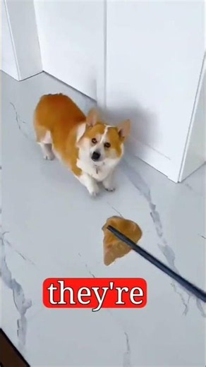 These hilarious corgi facts prove why they're one of the internet's favorite dog breeds. #corgi