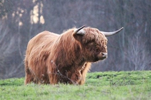 6 Fakta Unik Muskox, Hewan Herbivora Arktik yang Berbau Menyengat - Bobo