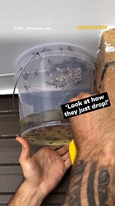 Safest way to remove a wasp nest 👏 | Sharing is Caring