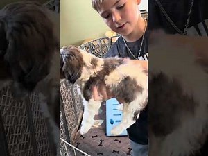 Thursday ~F1 Cockapoo~ born 9-23-25