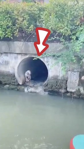 Rescue a dog stuck in the sewer | Miss My Pet