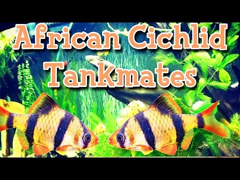 Tiger Barbs with Cichlids? | African Cichlid tankmates | Keeping Mbuna Tips