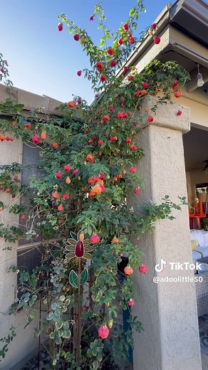 Beautiful Chinese Lantern Tree for Gardens