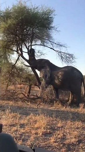 The power of the African elephants 🐘 😱