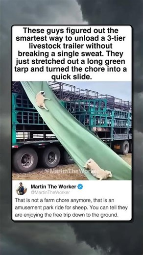FARMERS TURN TARP INTO SHEEP SLIDE