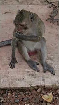 newborn baby macaque monkey pet videos
