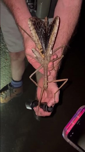 Newly discovered gigantic stick bug is Australia's heaviest insect