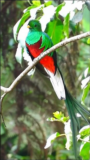 Quetzal en Guatemala #natgeowild #nature #quetzal #guatemala