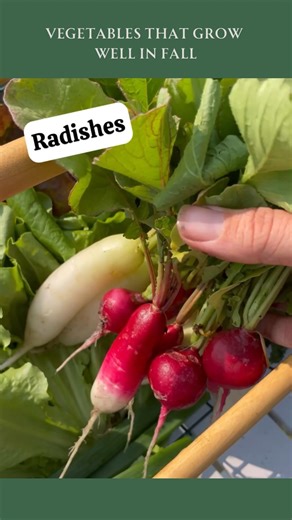 Jessica | Time to plant that #fallgarden! Veggies like radishes, peas, broccoli, cauliflower, salad greens, carrots, green onions, cabbage, turnips,... | Instagram