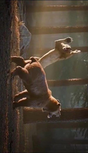 🦁 Lion vs Bear: The Most Epic Fight Ever Caught on Camera 🐻